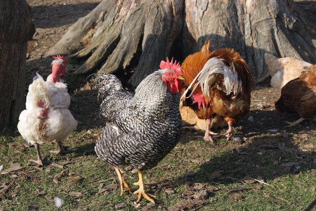 Grippe aviaire