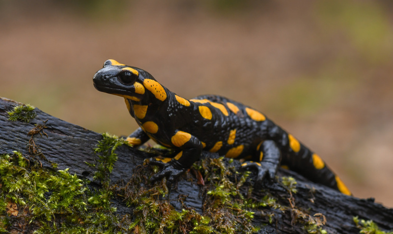 Salamandre