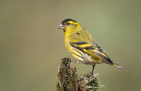 tarin des aulnes ABC