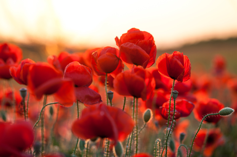 coquelicot
